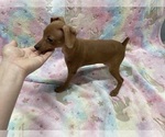 Mike - Male Miniature Pinscher Puppy for Sale - Small photo