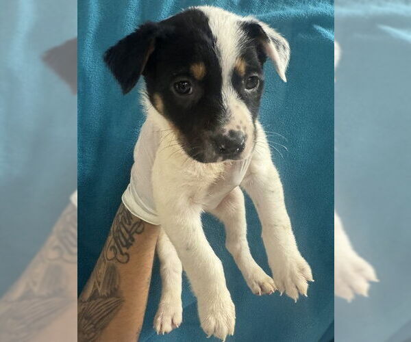 Medium Photo #2 German Shepherd Dog Puppy For Sale in Riverside, CA, USA