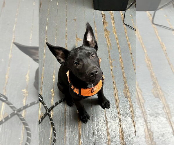 Medium Photo #5 Labrador Retriever-Unknown Mix Puppy For Sale in Mooresville, NC, USA