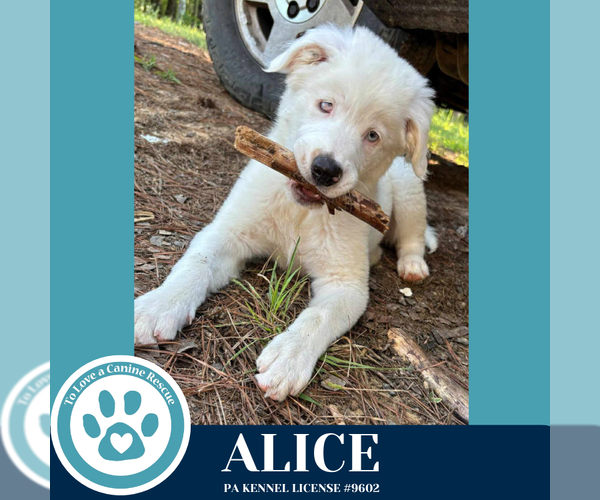 Medium Photo #2 Australian Shepherd Puppy For Sale in Kimberton, PA, USA
