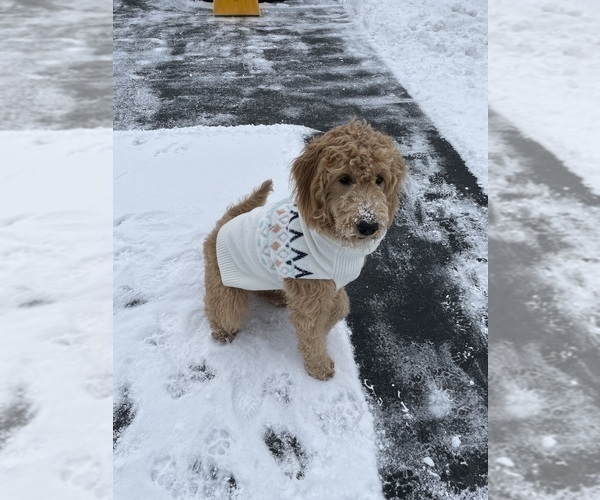Medium Photo #1 Goldendoodle Puppy For Sale in NAPERVILLE, IL, USA