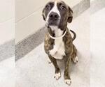 Small #1 Boxer Mix