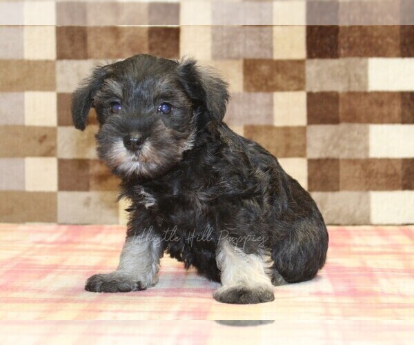 Medium Photo #4 Schnauzer (Miniature) Puppy For Sale in DENVER, PA, USA
