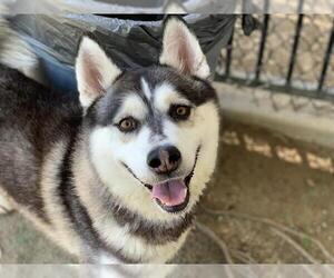 Siberian Husky Dogs for adoption in Riverside, CA, USA