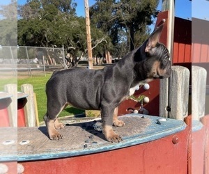 French Bulldog Puppy for sale in OJAI, CA, USA