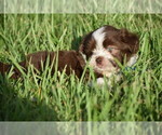 Small #2 Auss-Tzu