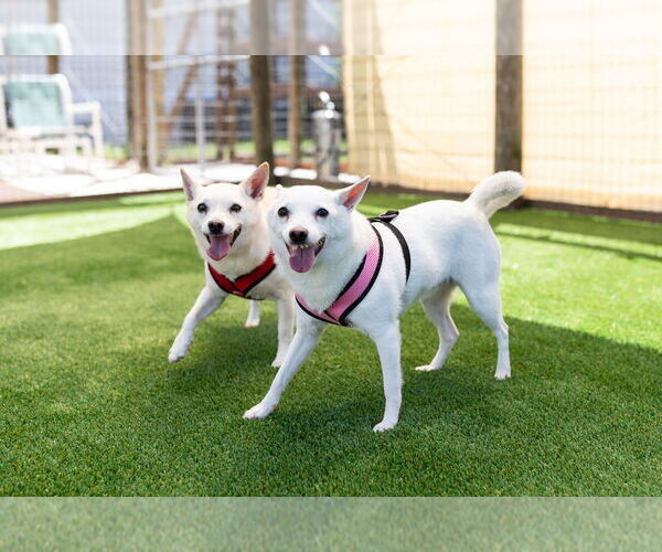 Medium Photo #3  Puppy For Sale in , 