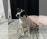 Small #2 Labrador Retriever Mix