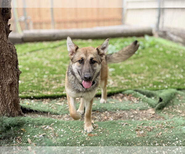 Medium Photo #2 German Shepherd Dog Puppy For Sale in San Diego, CA, USA