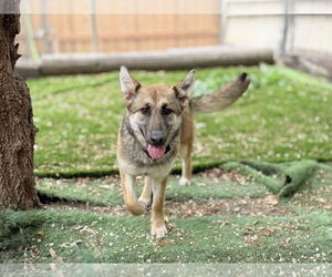 Foxxy - Female German Shepherd Dog Dog for Adoption - Photo #2