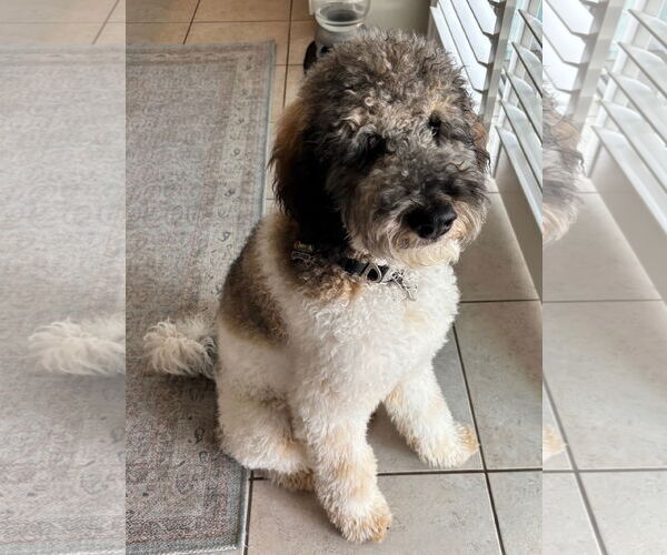 Medium Photo #2 Bernese Mountain Dog-Poodle (Miniature) Mix Puppy For Sale in Valrico, FL, USA