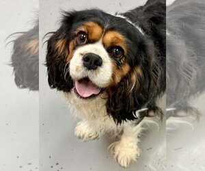 Cavalier King Charles Spaniel Dogs for adoption in Lee's Summit, MO, USA