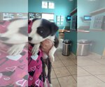 Small Photo #7 Australian Shepherd-Cavalier King Charles Spaniel Mix Puppy For Sale in Orange Grove, TX, USA