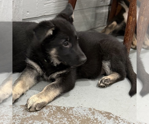 Medium Photo #20 German Shepherd Dog Puppy For Sale in BRIGHTON, CO, USA