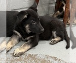 Small #19 German Shepherd Dog