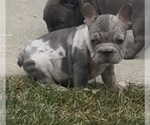 Small #8 French Bulldog