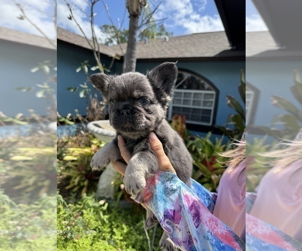 Medium Photo #10 French Bulldog Puppy For Sale in LEHIGH ACRES, FL, USA
