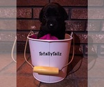 Small Photo #1 Labrador Retriever Puppy For Sale in MATTAPOISETT, MA, USA