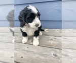Puppy Male 2 Bernedoodle