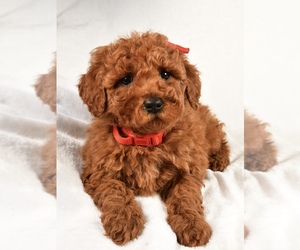 Poodle (Miniature) Puppy for sale in LOWELL, MA, USA