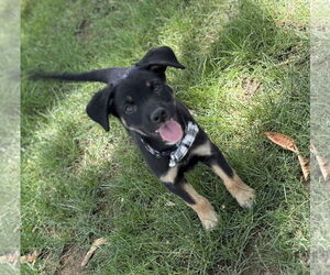 Labrottie Dogs for adoption in Phoenix, AZ, USA