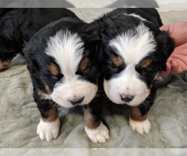 Medium Photo #4 Bernese Mountain Dog Puppy For Sale in BONNERS FERRY, ID, USA