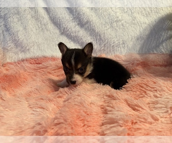 Medium Photo #3 American Corgi Puppy For Sale in CANAL WINCHESTER, OH, USA
