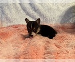 Small Photo #16 American Corgi Puppy For Sale in CANAL WINCHESTER, OH, USA