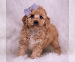 Medium Poodle (Toy)