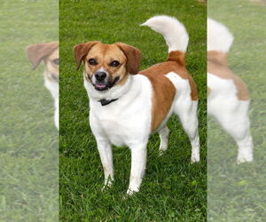 Jack Russell Terrier Dogs for adoption in Evansville, IN, USA