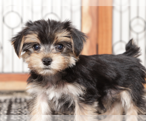 Medium Photo #2 Morkie Puppy For Sale in NAPLES, FL, USA