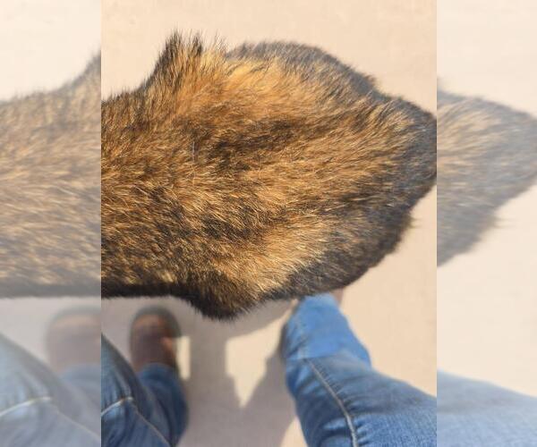 Medium Photo #5 Mutt Puppy For Sale in Imlay City, MI, USA