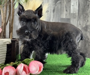 Schnauzer (Miniature) Puppy for sale in CANOGA, NY, USA