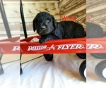Small Photo #2 Labradoodle-Poodle (Standard) Mix Puppy For Sale in ALTON, MO, USA