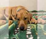 Small #2 Labrador Retriever Mix