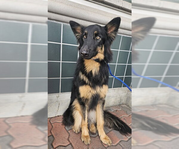 Medium Photo #1 German Shepherd Dog-Unknown Mix Puppy For Sale in Rancho Cucamonga, CA, USA