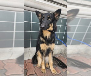German Shepherd Dog-Unknown Mix Dogs for adoption in Rancho Cucamonga, CA, USA