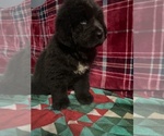 Puppy Puppy 4 Newfoundland