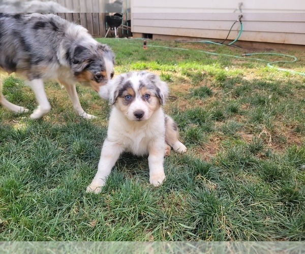 Medium Photo #5 Australian Shepherd Puppy For Sale in SALEM, OR, USA