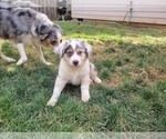 Small #4 Australian Shepherd