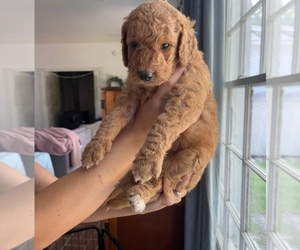 Goldendoodle Puppy for sale in MONTGOMERY, AL, USA
