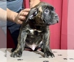 Small Photo #15 Cane Corso Puppy For Sale in COTTAGE GROVE, OR, USA