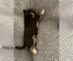 Small Photo #8 Labrador Retriever-Siberian Husky Mix Puppy For Sale in MEM, TN, USA