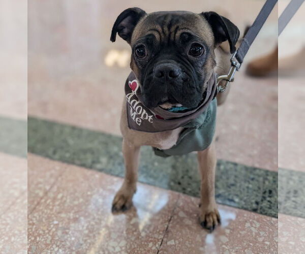 Medium Photo #2 Pug-Unknown Mix Puppy For Sale in Brooklyn Center, MN, USA