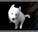 Puppy Puppy 13 Alaskan Husky-American Pit Bull Terrier Mix