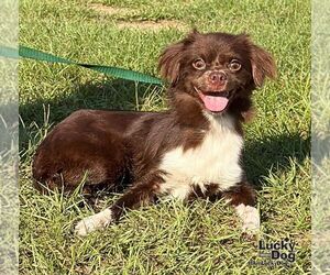 Jack Tzu Dogs for adoption in Washington, DC, USA