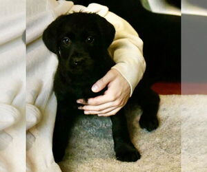 Labrador Retriever-Unknown Mix Dogs for adoption in Mechanicsburg, PA, USA