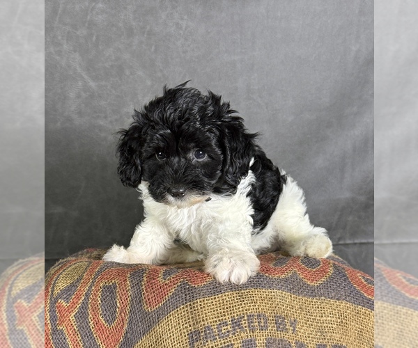 Medium Photo #8 Maltipoo (Toy) Puppy For Sale in OCALA, FL, USA
