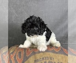 Small #7 Maltipoo (Toy)