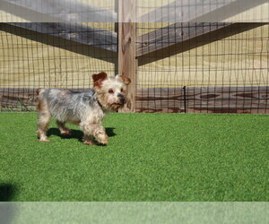Teddy Bear - Male Mutt Dog for Adoption - Photo #3
